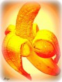 /album/kepgaleria-fenykepgaleria/pajzan-jpg/