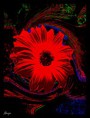 /album/kepgaleria-fenykepgaleria/a5-vervirag-jpg/